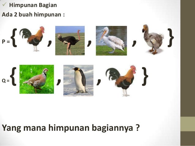 990 Gambar Himpunan Hewan Berkaki Empat Hd Terbaru Gambar Hewan