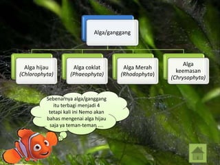 Alga/ganggang
Alga hijau
(Chlorophyta)
Alga coklat
(Phaeophyta)
Alga Merah
(Rhodophyta)
Alga
keemasan
(Chrysophyta)
Sebenarnya alga/ganggang
itu terbagi menjadi 4
tetapi kali ini Nemo akan
bahas mengenai alga hijau
saja ya teman-teman ....
 