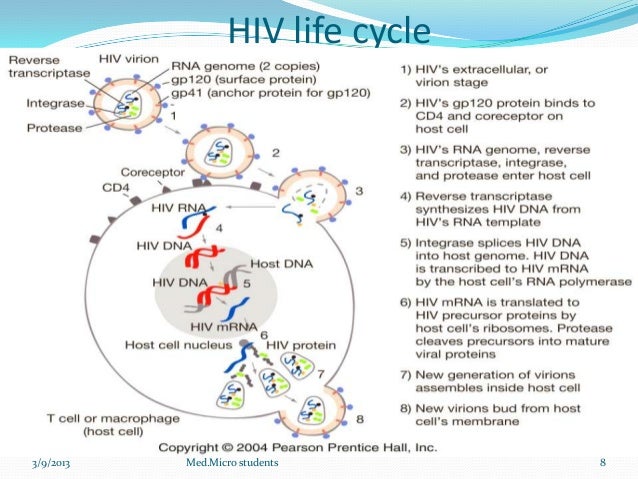 hiv retrovirus