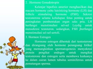 2. .Hormone Gonadotropin
Kelenjar hipofisis anterior menghasilkan dua
macam hormone yaitu luteinizing hormone (LH) dan
follicle stimulating hormone (FSH). Sekresi
testosterone selama kehidupan fetus penting untuk
peningkatan pembentukan organ seks pria. LH
berfungsi menstimulasi sel-sel Leydig untuk
mensekresi testoteron. sedangkan, FSH jberfungsi
menstimulasi sel-sel sertoli.
3. Hormon Estrogen
Hormone estrogen dibentuk dari testosterone
dan dirangsang oleh hormone perangsang folikel
yang memungkinkan spermatogenesis menyekresi
protein pengikat endogen untuk mengikat
testosterone dan estrogen serta membawa keduanya
ke dalam cairan lumen tubulus seminiferous untuk
pematangan sperma.
 