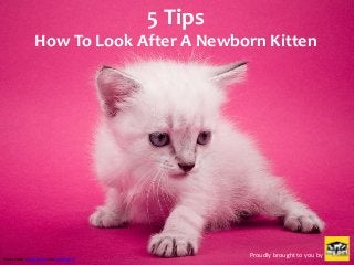 5 Tips
How To Look After A Newborn Kitten
Proudly brought to you byPhoto Credit: Sergiu Bacioiu via Compfight cc
 