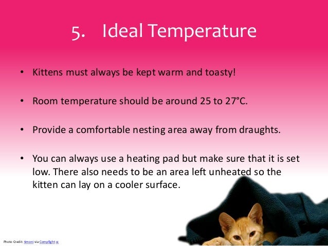 How To Care For A Kitten