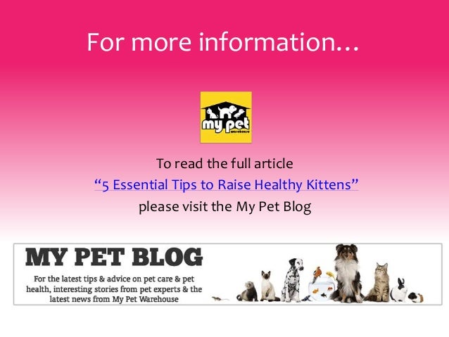 Ideal Room Temperature For Newborn Kittens Ideal Room Temperature For Newborn Kittens