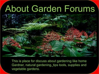 About Garden Forums
This is place for discuss about gardening like home
Gardner, natural gardening, tips tools, supplies and
vegetable gardens.
 
