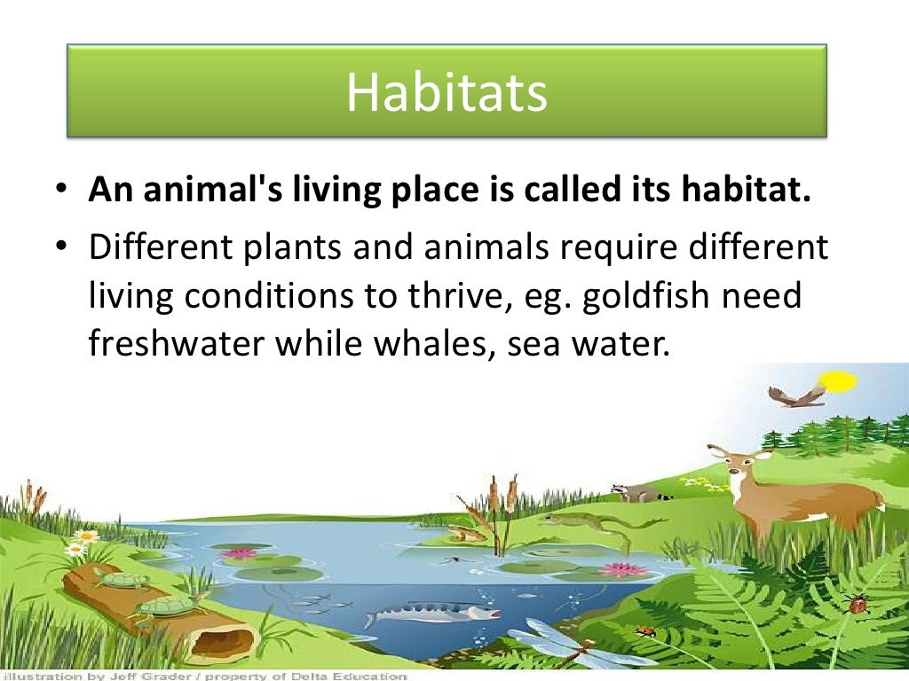 We should animals habitats. Habitats на английском. Habitats Vocabulary. Animal Habitat for Kids. Habitats for animals.