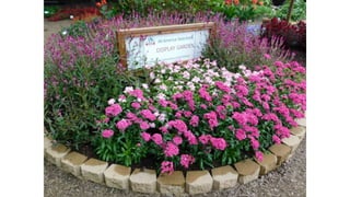 Create a row of containers
overflowing with AAS Winners
as an entrance to a garden path!
 