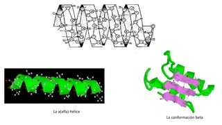 Estructura terciaria: 
 Es la conformación tridimensional o espacial de la 
proteína. 
 Gobernada por todo el conjunto d...
