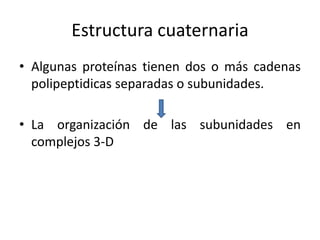 Estructura cuaternariaAlgunas proteínas tienen dos o más cadenas polipeptidicas separadas o subunidades.La organización de las subunidades en complejos 3-D