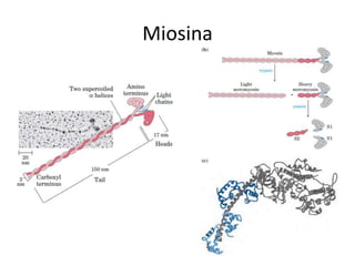 Miosina