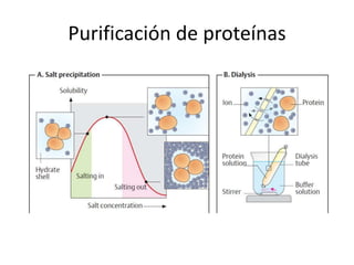 Purificación de proteínas