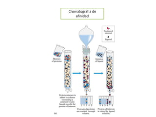 Cromatografía de afinidad