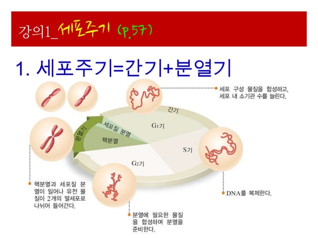 Ppt 생명과학 ii-1.세포와세포분열(048-075) | PPTX
