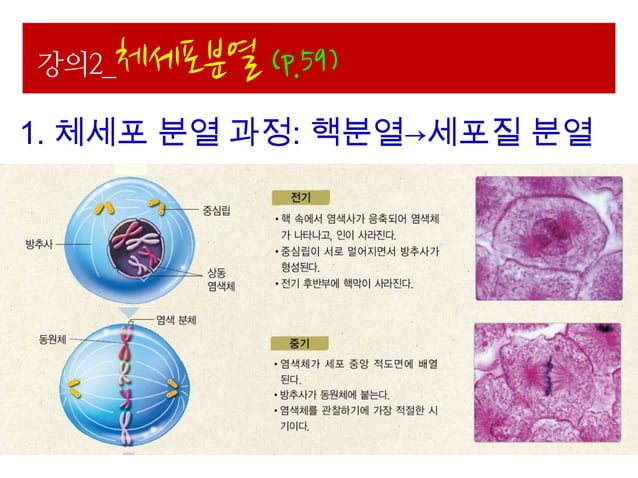 Ppt 생명과학 ii-1.세포와세포분열(048-075) | PPTX