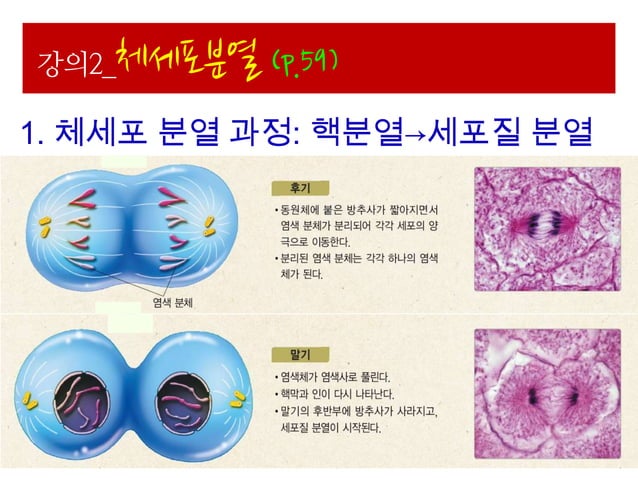 Ppt 생명과학 ii-1.세포와세포분열(048-075) | PPTX