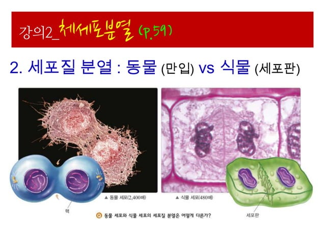 Ppt 생명과학 ii-1.세포와세포분열(048-075) | PPTX