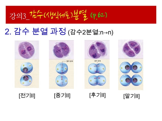 Ppt 생명과학 ii-1.세포와세포분열(048-075) | PPTX