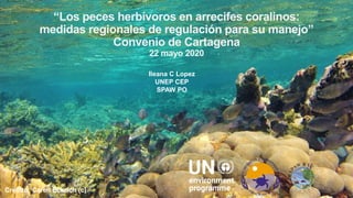 11
“Los peces herbívoros en arrecifes coralinos:
medidas regionales de regulación para su manejo”
Convenio de Cartagena
22 mayo 2020
Ileana C Lopez
UNEP CEP
SPAW PO
Credito: Caren Eckrich (c)
 