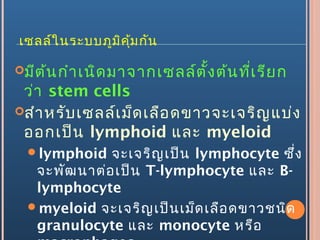 เซลล์ในระบบภูมิคุ้มกัน
มีต้นกำาเนิดมาจากเซลล์ตั้งต้นที่เรียก
ว่า stem cells
สำาหรับเซลล์เม็ดเลือดขาวจะเจริญแบ่ง
ออกเป็น lymphoid และ myeloid
lymphoid จะเจริญเป็น lymphocyte ซึ่ง
จะพัฒนาต่อเป็น T-lymphocyte และ B-
lymphocyte
myeloid จะเจริญเป็นเม็ดเลือดขาวชนิด
granulocyte และ monocyte หรือ
 
