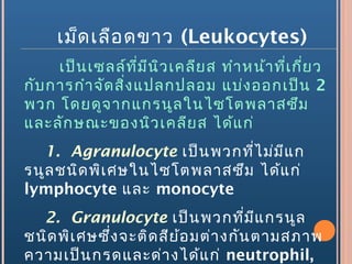 เป็นเซลล์ที่มีนิวเคลียส ทำาหน้าที่เกี่ยว
กับการกำาจัดสิ่งแปลกปลอม แบ่งออกเป็น 2
พวก โดยดูจากแกรนูลในไซโตพลาสซึม
และลักษณะของนิวเคลียส ได้แก่
1. Agranulocyte เป็นพวกที่ไม่มีแก
รนูลชนิดพิเศษในไซโตพลาสซึม ได้แก่
lymphocyte และ monocyte
2. Granulocyte เป็นพวกที่มีแกรนูล
ชนิดพิเศษซึ่งจะติดสีย้อมต่างกันตามสภาพ
ความเป็นกรดและด่างได้แก่ neutrophil,
เม็ดเลือดขาว (Leukocytes)
 