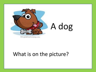 A dog
What is on the picture?