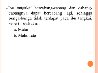 c).Ibu tangakai bercabang-cabang dan cabang-
cabangnya dapat bercabang lagi, sehingga
bunga-bunga tidak terdapat pada ibu tangkai,
seperti berikut ini:
a. Malai
b. Malai rata
 