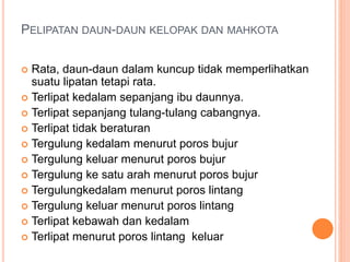 PELIPATAN DAUN-DAUN KELOPAK DAN MAHKOTA
 Rata, daun-daun dalam kuncup tidak memperlihatkan
suatu lipatan tetapi rata.
 Terlipat kedalam sepanjang ibu daunnya.
 Terlipat sepanjang tulang-tulang cabangnya.
 Terlipat tidak beraturan
 Tergulung kedalam menurut poros bujur
 Tergulung keluar menurut poros bujur
 Tergulung ke satu arah menurut poros bujur
 Tergulungkedalam menurut poros lintang
 Tergulung keluar menurut poros lintang
 Terlipat kebawah dan kedalam
 Terlipat menurut poros lintang keluar
 