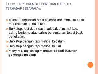 LETAK DAUN-DAUN KELOPAK DAN MAHKOTA
TERHADAP SESAMANYA
 Terbuka, tepi daun-daun kelopak dan mahkota tidak
bersentuhan sama sekali
 Berkatup, tepi daun-daun kelopak atau mahkota
saling bertemu atau saling bersentuhan tetapi tidak
berlekatan.
 Berkatup dengan tepi melipat kedalam.
 Berkatup dengan tepi melipat keluar
 Menyirap, tepi saling menutupi seperti susunan
genteng atau sirap
 