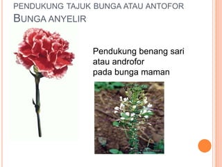 PENDUKUNG TAJUK BUNGA ATAU ANTOFOR
BUNGA ANYELIR
Pendukung benang sari
atau androfor
pada bunga maman
 