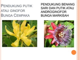 PENDUKUNG PUTIK
ATAU GINOFOR
BUNGA CEMPAKA
PENDUKUNG BENANG
SARI DAN PUTIK ATAU
ANDROGINOFOR
BUNGA MARKISAH
 