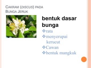 CAKRAM (DISCUS) PADA
BUNGA JERUK
bentuk dasar
bunga
rata
menyerupai
kerucut
Cawan
bentuk mangkuk
 