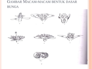 GAMBAR MACAM-MACAM BENTUK DASAR
BUNGA
 