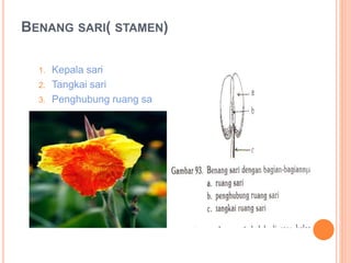 BENANG SARI( STAMEN)
1. Kepala sari
2. Tangkai sari
3. Penghubung ruang sari
 