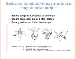 Berdasarkan kedudukan benang sari pada dasar
bunga dibedakan menjadi:
1. Benang sari jelas duduk pada dasar bunga
2. Benang sari seperti duduk di atas kelopak
3. Benang sari seperti di atas tajuk bunga
 