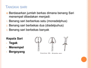 TANGKAI SARI
 Berdasarkan jumlah berkas dimana benang Sari
menempel dibedakan menjadi:
1. Benang sari berberkas satu (monadelphus)
2. Benang sari berbekas dua (diadelpuhus)
3. Benang sari berbekas banyak
Kepala Sari
• Tegak
• Menempel
• Bergoyang
 