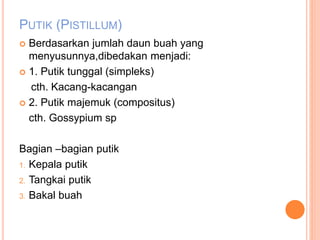 PUTIK (PISTILLUM)
 Berdasarkan jumlah daun buah yang
menyusunnya,dibedakan menjadi:
 1. Putik tunggal (simpleks)
cth. Kacang-kacangan
 2. Putik majemuk (compositus)
cth. Gossypium sp
Bagian –bagian putik
1. Kepala putik
2. Tangkai putik
3. Bakal buah
 