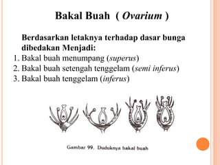 Bakal Buah ( Ovarium )
Berdasarkan letaknya terhadap dasar bunga
dibedakan Menjadi:
1. Bakal buah menumpang (superus)
2. Bakal buah setengah tenggelam (semi inferus)
3. Bakal buah tenggelam (inferus)
 