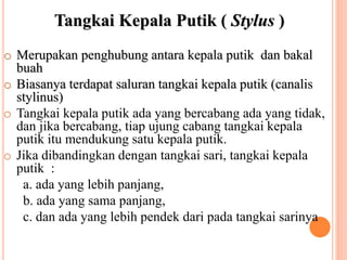 Tangkai Kepala Putik ( Stylus )
o Merupakan penghubung antara kepala putik dan bakal
buah
o Biasanya terdapat saluran tangkai kepala putik (canalis
stylinus)
o Tangkai kepala putik ada yang bercabang ada yang tidak,
dan jika bercabang, tiap ujung cabang tangkai kepala
putik itu mendukung satu kepala putik.
o Jika dibandingkan dengan tangkai sari, tangkai kepala
putik :
a. ada yang lebih panjang,
b. ada yang sama panjang,
c. dan ada yang lebih pendek dari pada tangkai sarinya
 