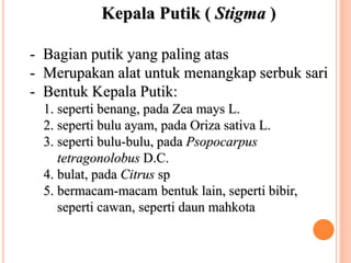 Kepala Putik ( Stigma )
- Bagian putik yang paling atas
- Merupakan alat untuk menangkap serbuk sari
- Bentuk Kepala Putik:
1. seperti benang, pada Zea mays L.
2. seperti bulu ayam, pada Oriza sativa L.
3. seperti bulu-bulu, pada Psopocarpus
tetragonolobus D.C.
4. bulat, pada Citrus sp
5. bermacam-macam bentuk lain, seperti bibir,
seperti cawan, seperti daun mahkota
 