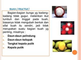 BUAH ( FRUCTUS)
Bagian-bagian bunga yg kadang-
kadang tidak gugur, melainkan ikut
tumbuh dan tinggal pada buah,
biasanya tidak mengubah bentuk dan
sifat buah itu sendiri, jadi tidak
merupakan suatu bagian buah yg
penting, misalnya :
a. Daun-daun pelindung
b. Daun-daun kelopak
c. Tangkai kepala putik
d. Kepala putik
 