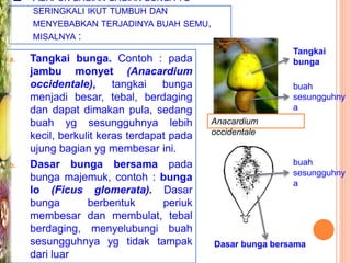  ADAPUN BAGIAN-BAGIAN BUNGA YG
SERINGKALI IKUT TUMBUH DAN
MENYEBABKAN TERJADINYA BUAH SEMU,
MISALNYA :
a. Tangkai bunga. Contoh : pada
jambu monyet (Anacardium
occidentale), tangkai bunga
menjadi besar, tebal, berdaging
dan dapat dimakan pula, sedang
buah yg sesungguhnya lebih
kecil, berkulit keras terdapat pada
ujung bagian yg membesar ini.
b. Dasar bunga bersama pada
bunga majemuk, contoh : bunga
lo (Ficus glomerata). Dasar
bunga berbentuk periuk
membesar dan membulat, tebal
berdaging, menyelubungi buah
sesungguhnya yg tidak tampak
dari luar
Anacardium
occidentale
Tangkai
bunga
buah
sesungguhny
a
Dasar bunga bersama
buah
sesungguhny
a
 