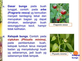 c. Dasar bunga pada buah
tunggal, contoh: pada arbe
(Fragraria vesca) yg kemudian
menjadi berdaging tebal dan
merupakan bagian yg dapat
dimakan, sedangkan buah
sesungguhnya kecil, hampir
tidak kelihatan.
d. Kelopak bunga. Contoh: pada
ciplukan (Phisalis minima),
pada pembentukan buah,
kelopak tumbuh terus menjadi
badan yg menyelubungi buah
yg sebenarnya, jadi buah yg
sebenarnya tidak tampak.
Fragraria vesca
Physalis minima
Kelopak
bunga
 