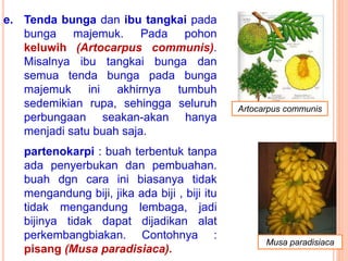 e. Tenda bunga dan ibu tangkai pada
bunga majemuk. Pada pohon
keluwih (Artocarpus communis).
Misalnya ibu tangkai bunga dan
semua tenda bunga pada bunga
majemuk ini akhirnya tumbuh
sedemikian rupa, sehingga seluruh
perbungaan seakan-akan hanya
menjadi satu buah saja.
partenokarpi : buah terbentuk tanpa
ada penyerbukan dan pembuahan.
buah dgn cara ini biasanya tidak
mengandung biji, jika ada biji , biji itu
tidak mengandung lembaga, jadi
bijinya tidak dapat dijadikan alat
perkembangbiakan. Contohnya :
pisang (Musa paradisiaca).
Artocarpus communis
Musa paradisiaca
 