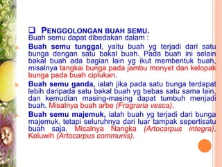  PENGGOLONGAN BUAH SEMU.
Buah semu dapat dibedakan dalam :
a. Buah semu tunggal, yaitu buah yg terjadi dari satu
bunga dengan satu bakal buah. Pada buah ini selain
bakal buah ada bagian lain yg ikut membentuk buah,
misalnya tangkai bunga pada jambu monyet dan kelopak
bunga pada buah ciplukan.
b. Buah semu ganda, ialah jika pada satu bunga terdapat
lebih daripada satu bakal buah yg bebas satu sama lain,
dan kemudian masing-masing dapat tumbuh menjadi
buah. Misalnya buah arbe (Fragraria vesca).
c. Buah semu majemuk, ialah buah yg terjadi dari bunga
majemuk, tetapi seluruhnya dari luar tampak sepertisatu
buah saja. Misalnya Nangka (Artocarpus integra),
Keluwih (Artocarpus communis).
 