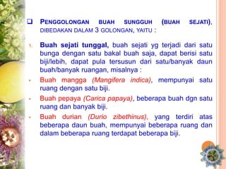  PENGGOLONGAN BUAH SUNGGUH (BUAH SEJATI),
DIBEDAKAN DALAM 3 GOLONGAN, YAITU :
1. Buah sejati tunggal, buah sejati yg terjadi dari satu
bunga dengan satu bakal buah saja, dapat berisi satu
biji/lebih, dapat pula tersusun dari satu/banyak daun
buah/banyak ruangan, misalnya :
 Buah mangga (Mangifera indica), mempunyai satu
ruang dengan satu biji.
 Buah pepaya (Carica papaya), beberapa buah dgn satu
ruang dan banyak biji.
 Buah durian (Durio zibethinus), yang terdiri atas
beberapa daun buah, mempunyai beberapa ruang dan
dalam beberapa ruang terdapat beberapa biji.
 
