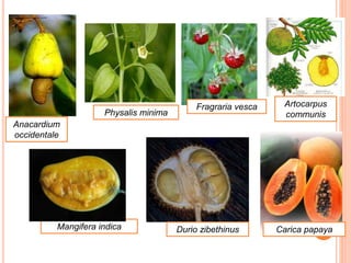 Anacardium
occidentale
Physalis minima
Artocarpus
communis
Fragraria vesca
Mangifera indica Durio zibethinus Carica papaya
 