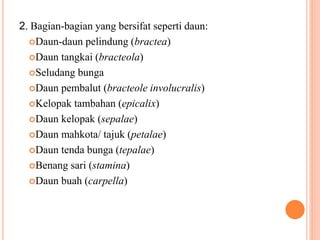 2. Bagian-bagian yang bersifat seperti daun:
Daun-daun pelindung (bractea)
Daun tangkai (bracteola)
Seludang bunga
Daun pembalut (bracteole involucralis)
Kelopak tambahan (epicalix)
Daun kelopak (sepalae)
Daun mahkota/ tajuk (petalae)
Daun tenda bunga (tepalae)
Benang sari (stamina)
Daun buah (carpella)
 