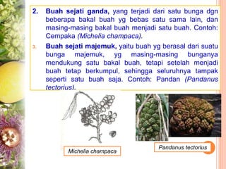 2. Buah sejati ganda, yang terjadi dari satu bunga dgn
beberapa bakal buah yg bebas satu sama lain, dan
masing-masing bakal buah menjadi satu buah. Contoh:
Cempaka (Michelia champaca).
3. Buah sejati majemuk, yaitu buah yg berasal dari suatu
bunga majemuk, yg masing-masing bunganya
mendukung satu bakal buah, tetapi setelah menjadi
buah tetap berkumpul, sehingga seluruhnya tampak
seperti satu buah saja. Contoh: Pandan (Pandanus
tectorius).
Michelia champaca
Pandanus tectorius
 