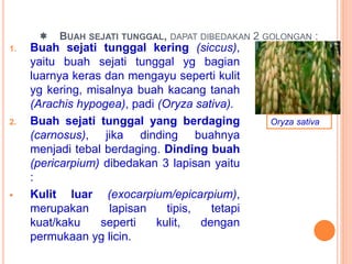  BUAH SEJATI TUNGGAL, DAPAT DIBEDAKAN 2 GOLONGAN :
1. Buah sejati tunggal kering (siccus),
yaitu buah sejati tunggal yg bagian
luarnya keras dan mengayu seperti kulit
yg kering, misalnya buah kacang tanah
(Arachis hypogea), padi (Oryza sativa).
2. Buah sejati tunggal yang berdaging
(carnosus), jika dinding buahnya
menjadi tebal berdaging. Dinding buah
(pericarpium) dibedakan 3 lapisan yaitu
:
 Kulit luar (exocarpium/epicarpium),
merupakan lapisan tipis, tetapi
kuat/kaku seperti kulit, dengan
permukaan yg licin.
Oryza sativa
 