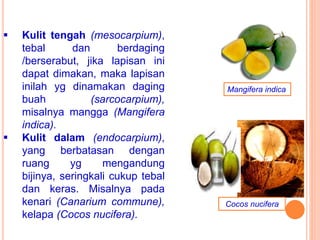  Kulit tengah (mesocarpium),
tebal dan berdaging
/berserabut, jika lapisan ini
dapat dimakan, maka lapisan
inilah yg dinamakan daging
buah (sarcocarpium),
misalnya mangga (Mangifera
indica).
 Kulit dalam (endocarpium),
yang berbatasan dengan
ruang yg mengandung
bijinya, seringkali cukup tebal
dan keras. Misalnya pada
kenari (Canarium commune),
kelapa (Cocos nucifera).
Mangifera indica
Cocos nucifera
 