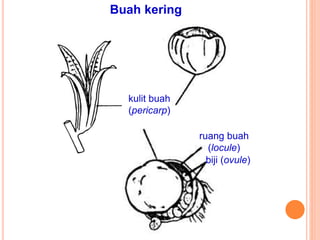 Buah kering
kulit buah
(pericarp)
ruang buah
(locule)
biji (ovule)
 